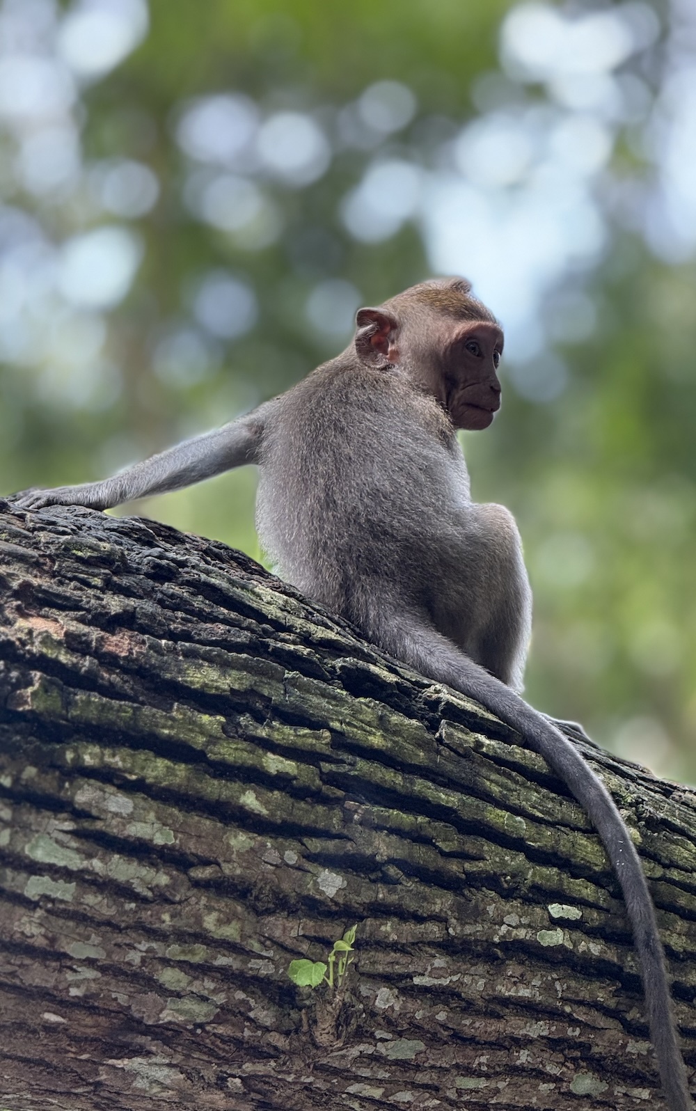 Featured image for Indonesia